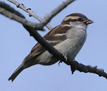 Russet Sparrow