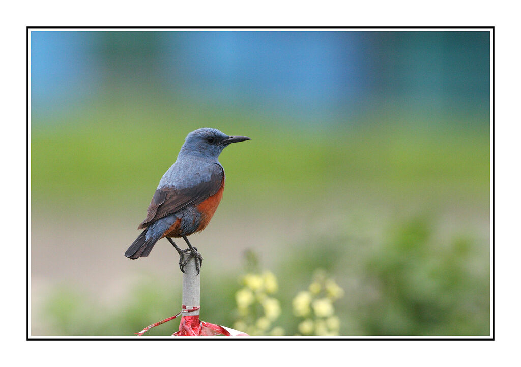 Blue Rock Thrush male adult breeding