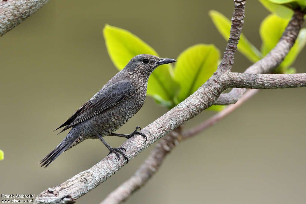 Blue Rock Thrush female adult breeding, pigmentation