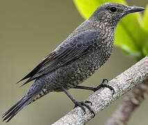 Blue Rock Thrush