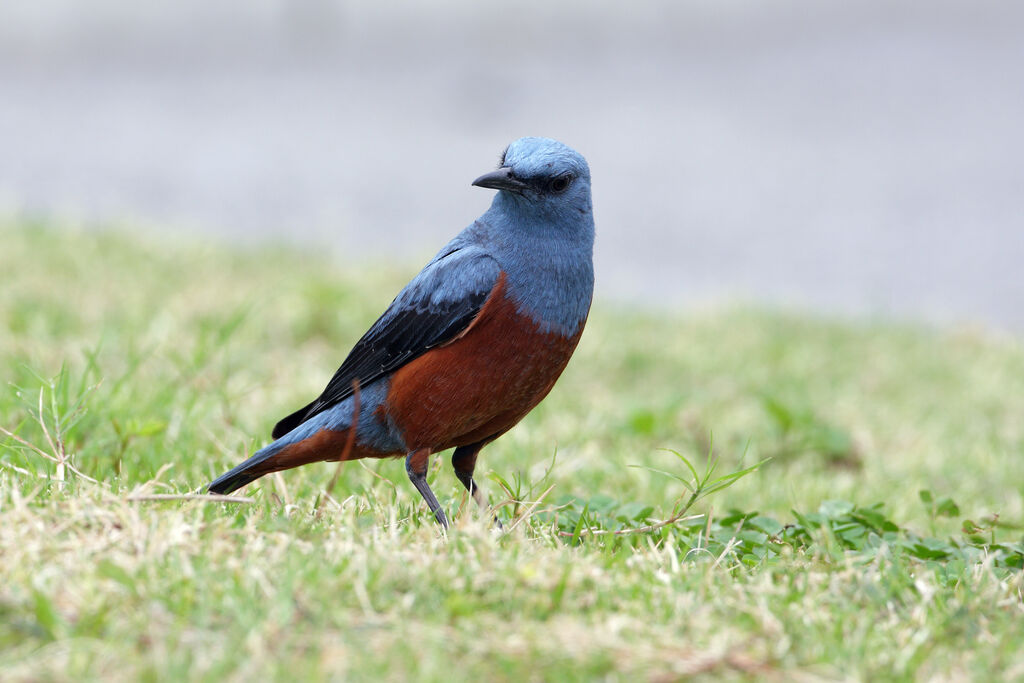 Blue Rock Thrush male adult breeding