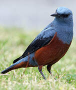 Blue Rock Thrush