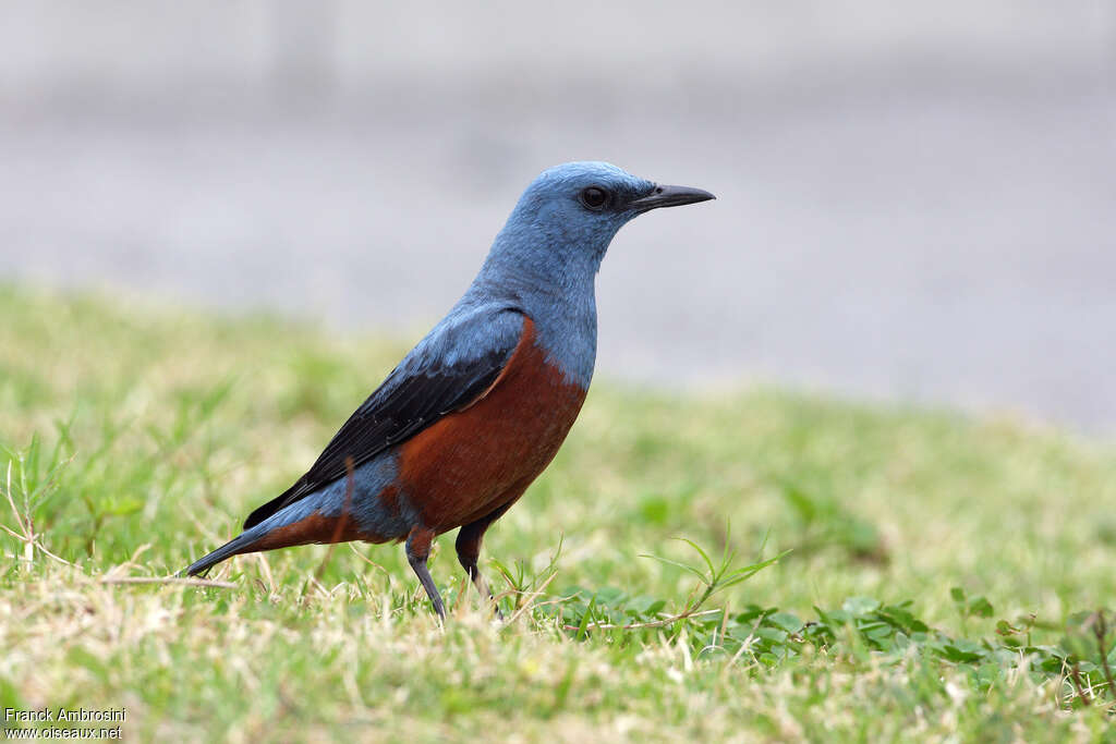 Blue Rock Thrush male adult breeding, pigmentation