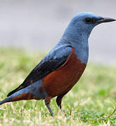 Blue Rock Thrush