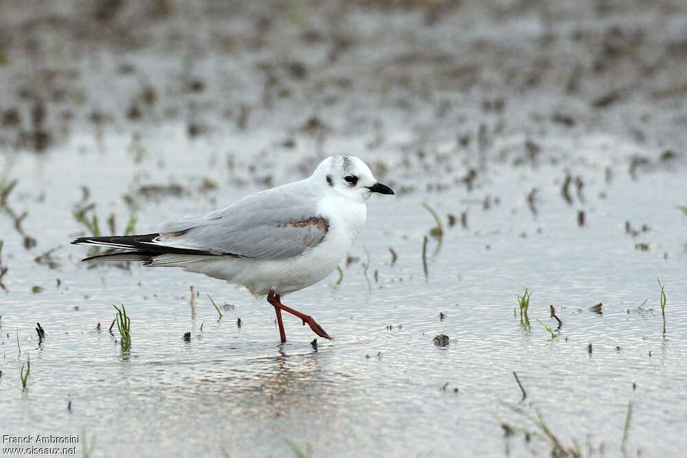 Saunders's GullSecond year, identification