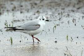 Mouette de Saunders