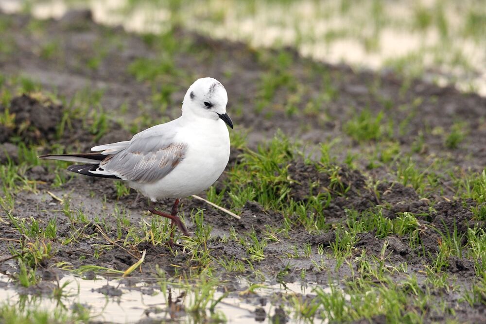 Saunders's Gull