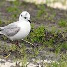 Mouette de Saunders