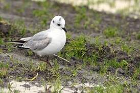 Mouette de Saunders