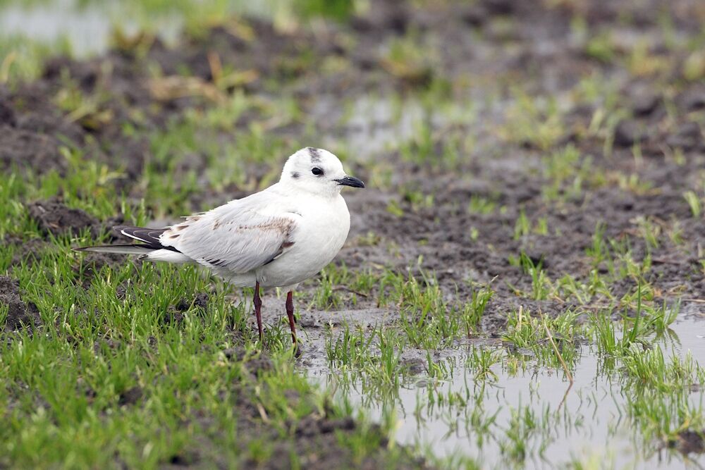 Saunders's Gull