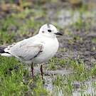 Mouette de Saunders
