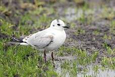 Mouette de Saunders