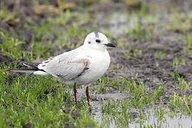 Saunders's Gull