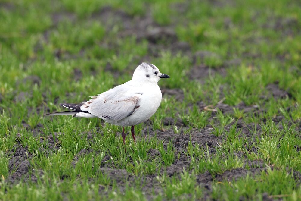 Saunders's Gull