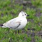 Mouette de Saunders