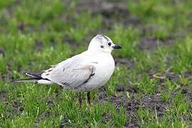 Mouette de Saunders