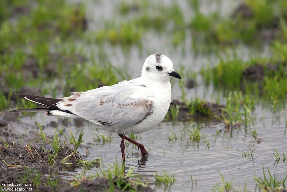 Mouette de Saunders2ème année, identification