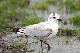 Mouette de Saunders