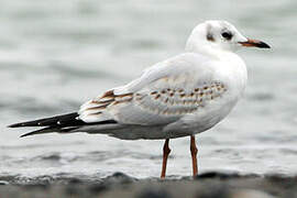 Mouette rieuse