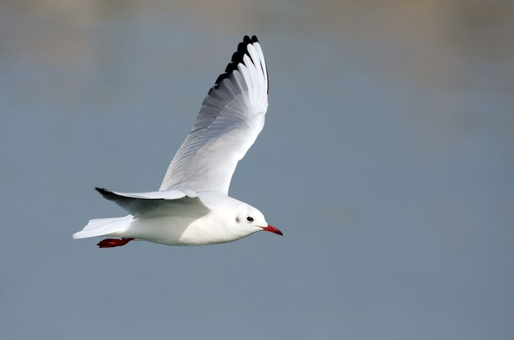 Mouette rieuse