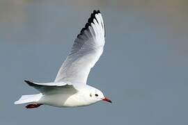 Mouette rieuse