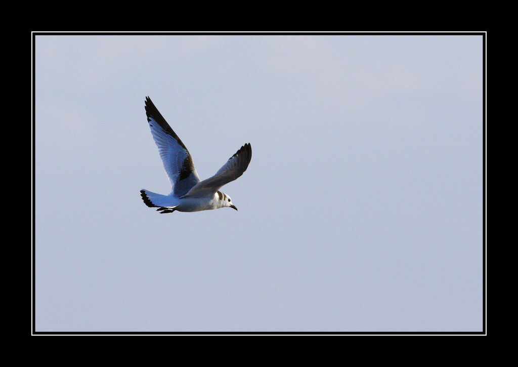 Mouette tridactylejuvénile