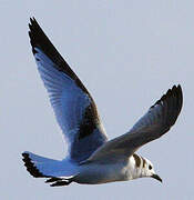 Black-legged Kittiwake