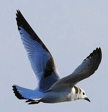 Mouette tridactyle