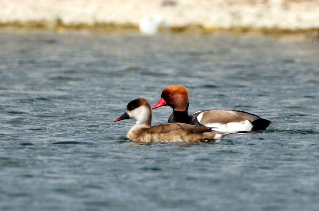 Red-crested Pochard adult breeding, identification