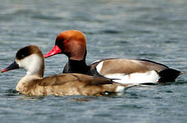 Red-crested Pochard