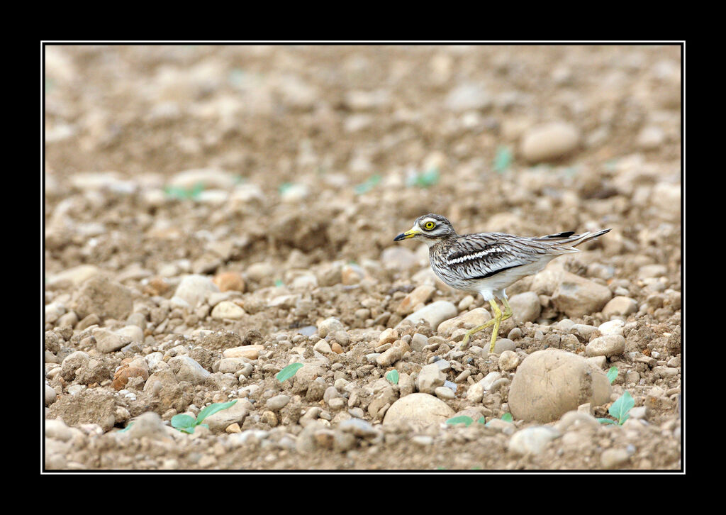 Eurasian Stone-curlewadult breeding