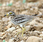 Eurasian Stone-curlew