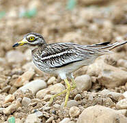 Eurasian Stone-curlew