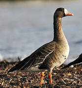 Greater White-fronted Goose