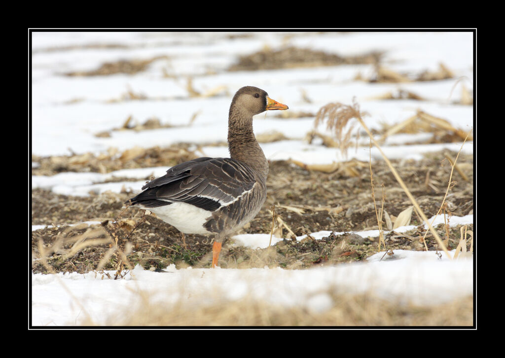 Greater White-fronted Goose