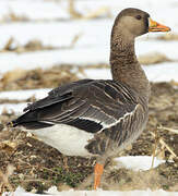 Greater White-fronted Goose