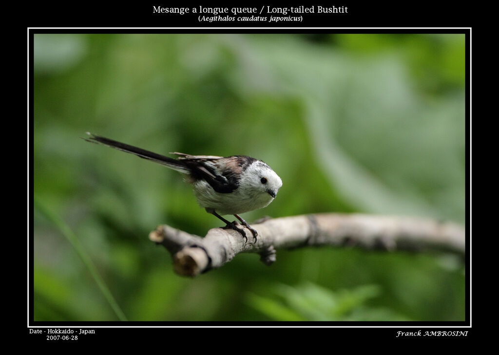 Long-tailed Tit