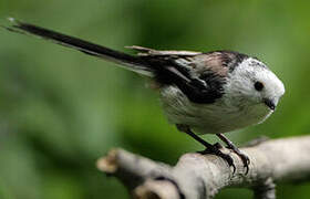 Long-tailed Tit