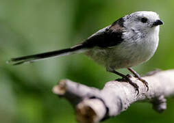 Long-tailed Tit