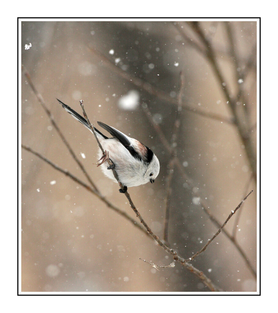 Long-tailed Titadult post breeding