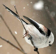 Long-tailed Tit