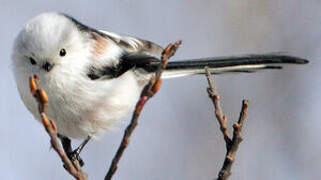 Long-tailed Tit