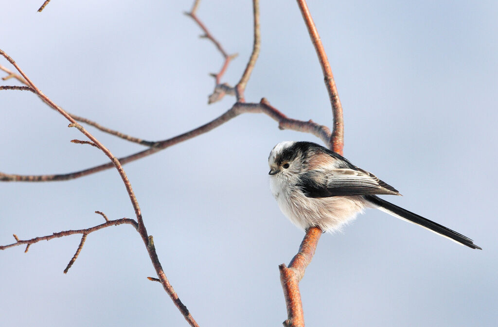 Long-tailed Tit