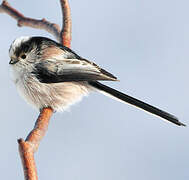 Long-tailed Tit