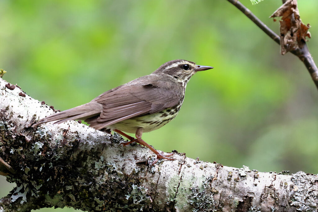 Northern Waterthrush