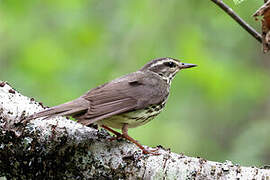 Northern Waterthrush