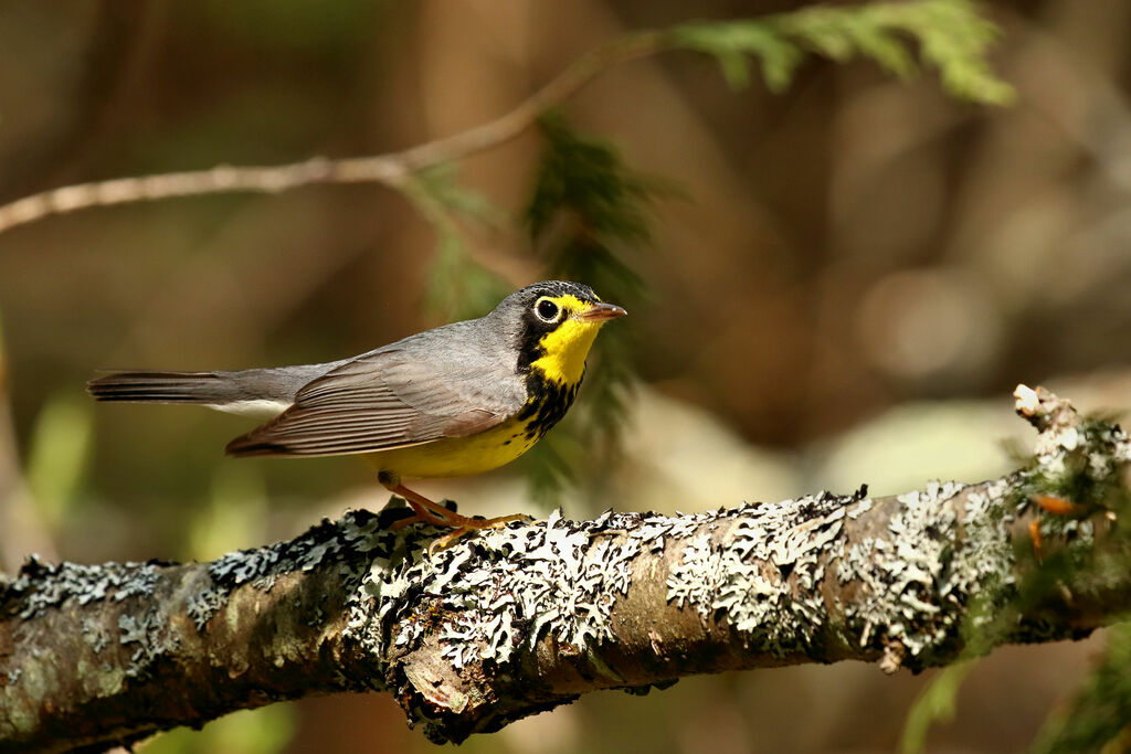 Canada Warbler