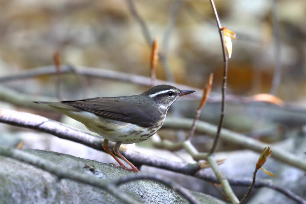 Paruline hochequeue