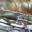 Paruline hochequeue