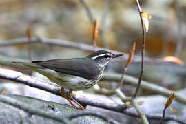 Paruline hochequeue